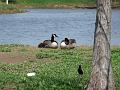 Canadian geese resting